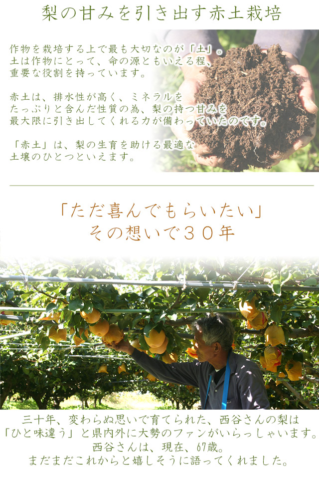 鳥取県産 二十世紀梨（20世紀梨）5kg詰（16玉前後入） 訳あり（ご自宅