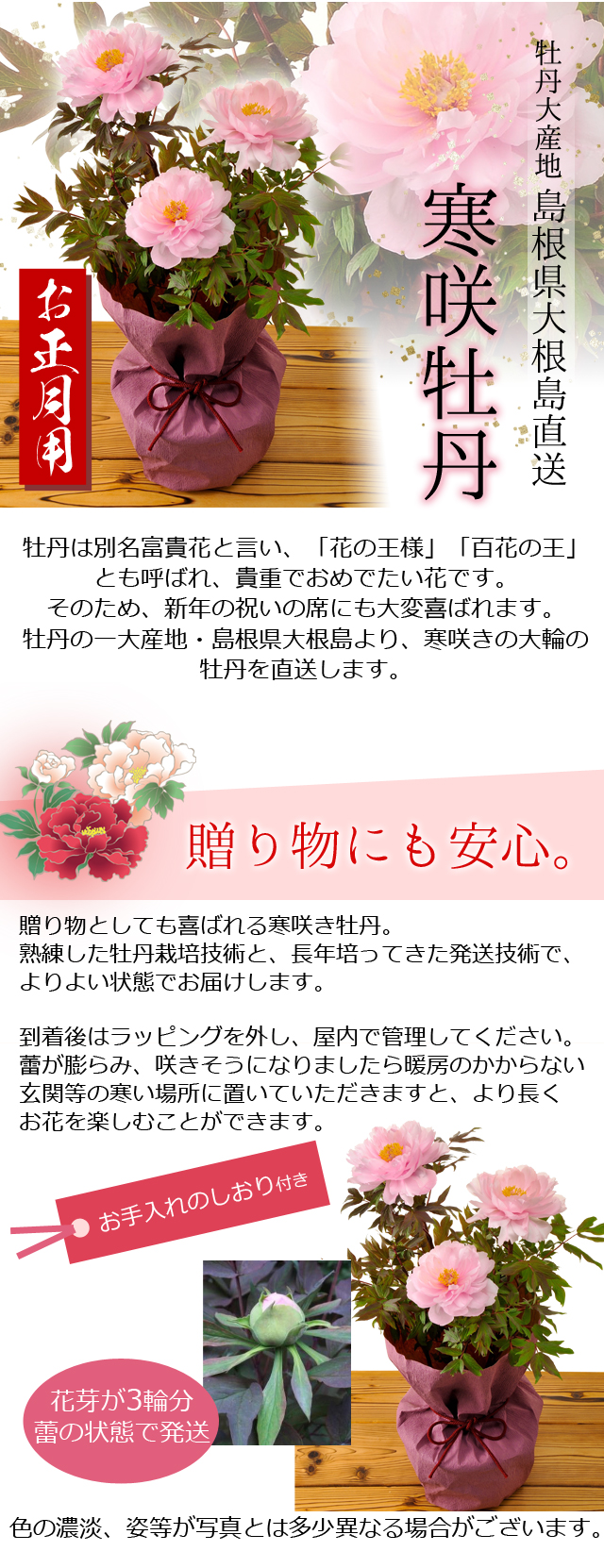お正月用 牡丹大産地 島根県大根島直送 寒咲牡丹 桃色 お正月飾り 送料無料 風味絶佳 山陰