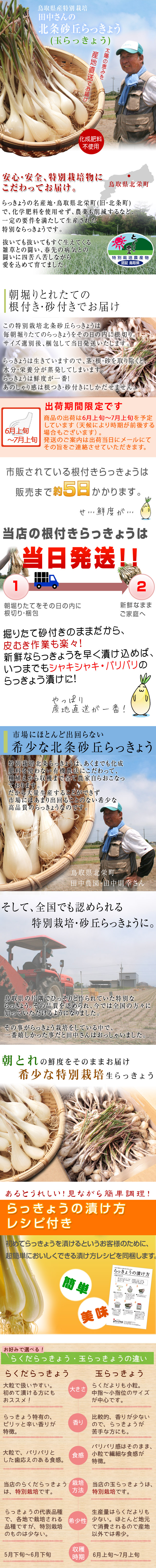 鳥取県産特別栽培 田中さんの北条砂丘らっきょう1kg 根付き土付き 玉らっきょう 送料無料 風味絶佳 山陰